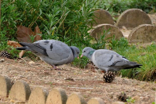 Pigeons colombin